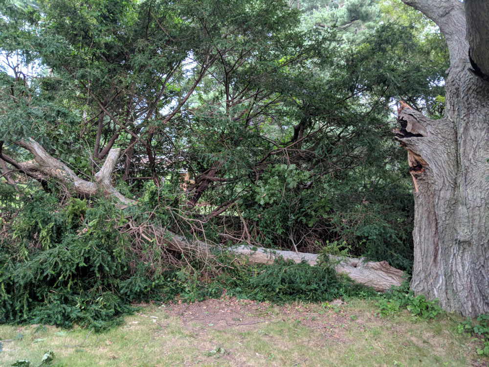 Fallen Branch