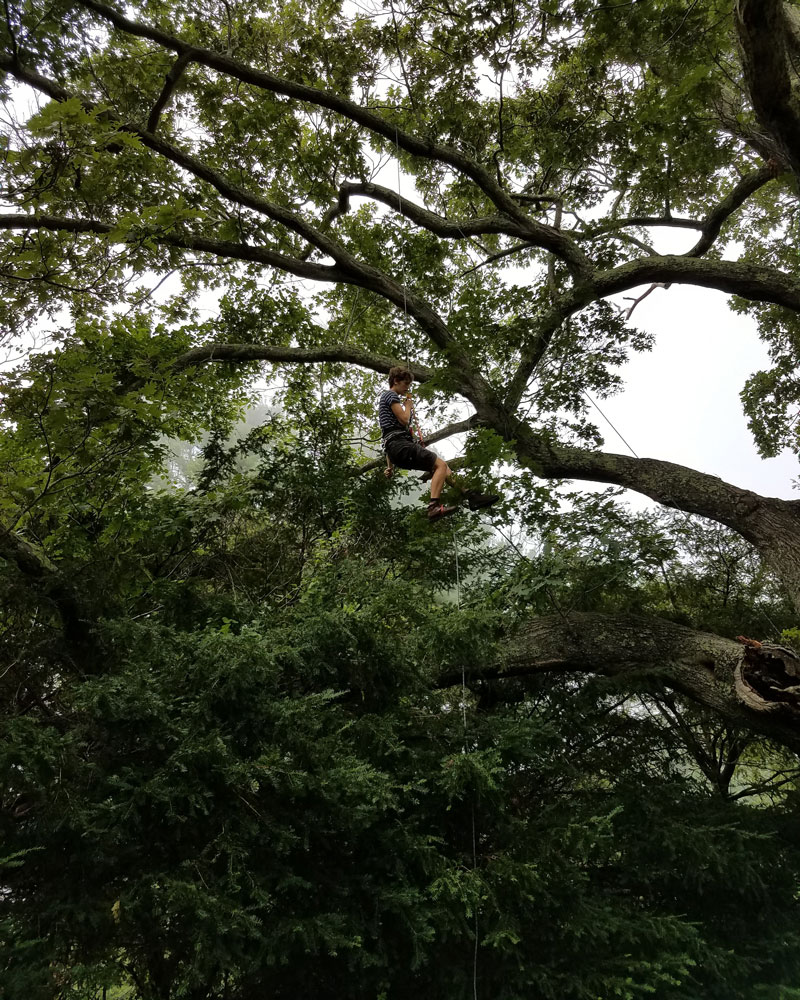 Climbing the Oak Tree